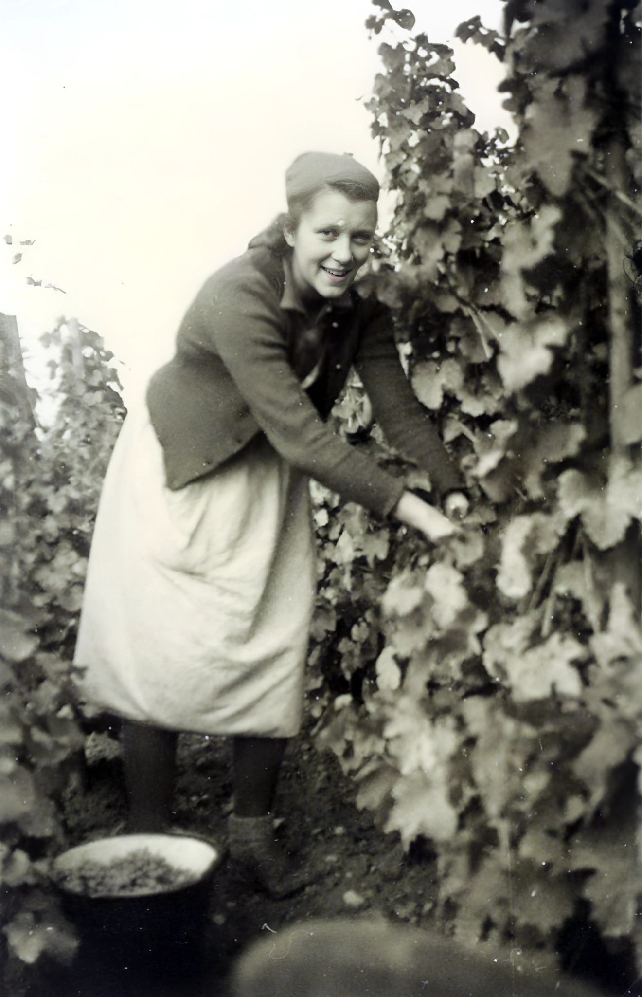 Arbeitsmaiden bei der Weinbergsarbeit 1937
