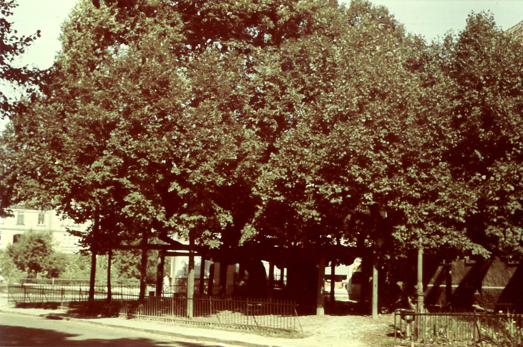 Die Gerichtslinden um 1938