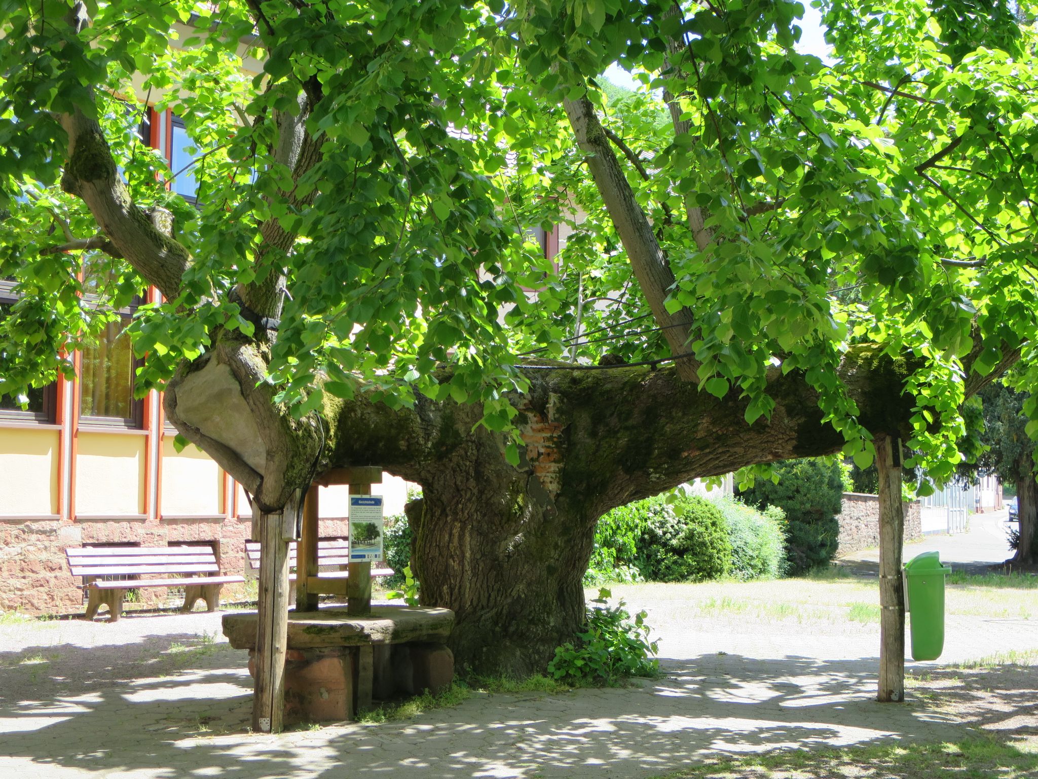 Die Gerichtlinde heute