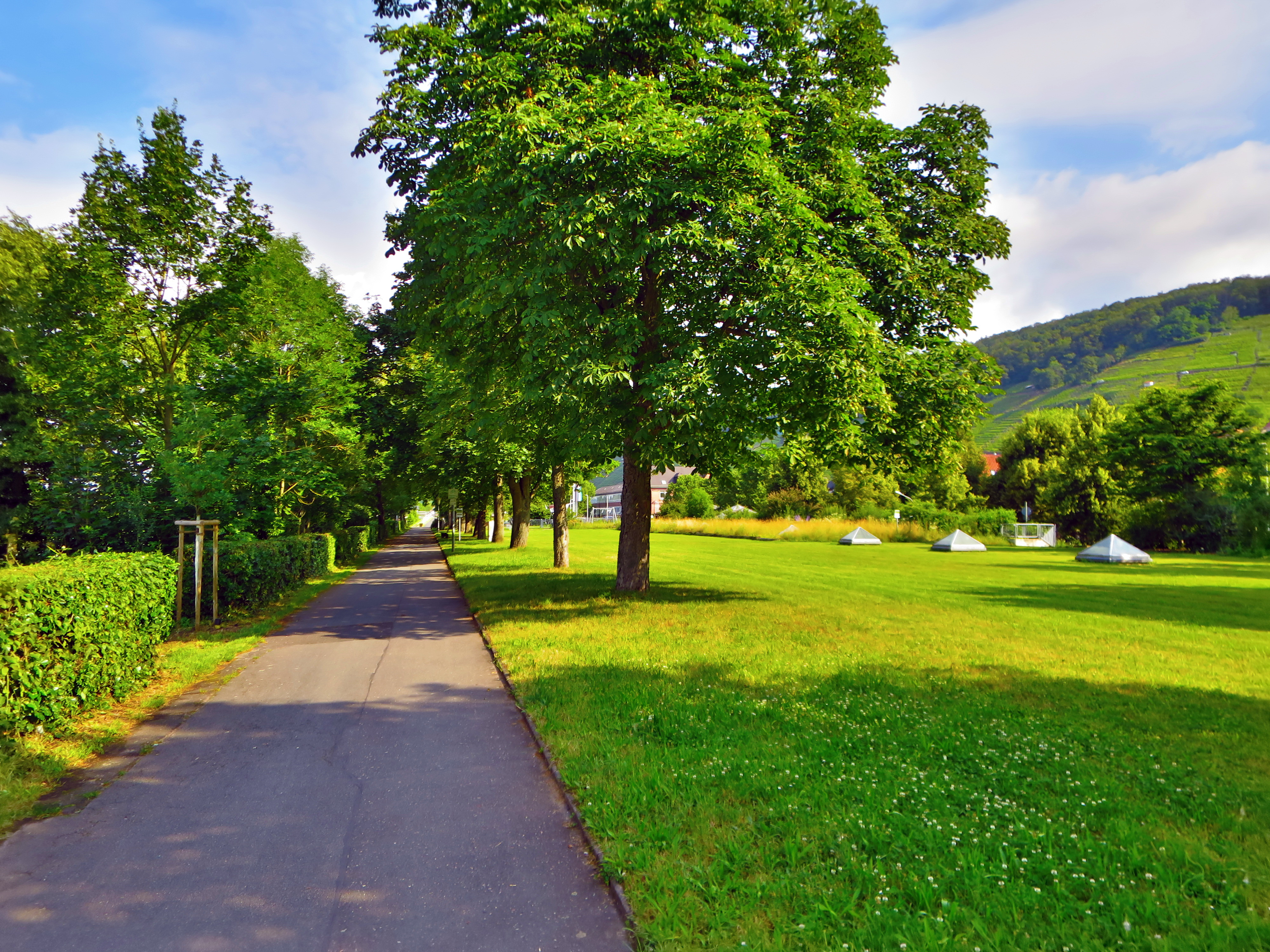 Der Weg auf dem Maindamm