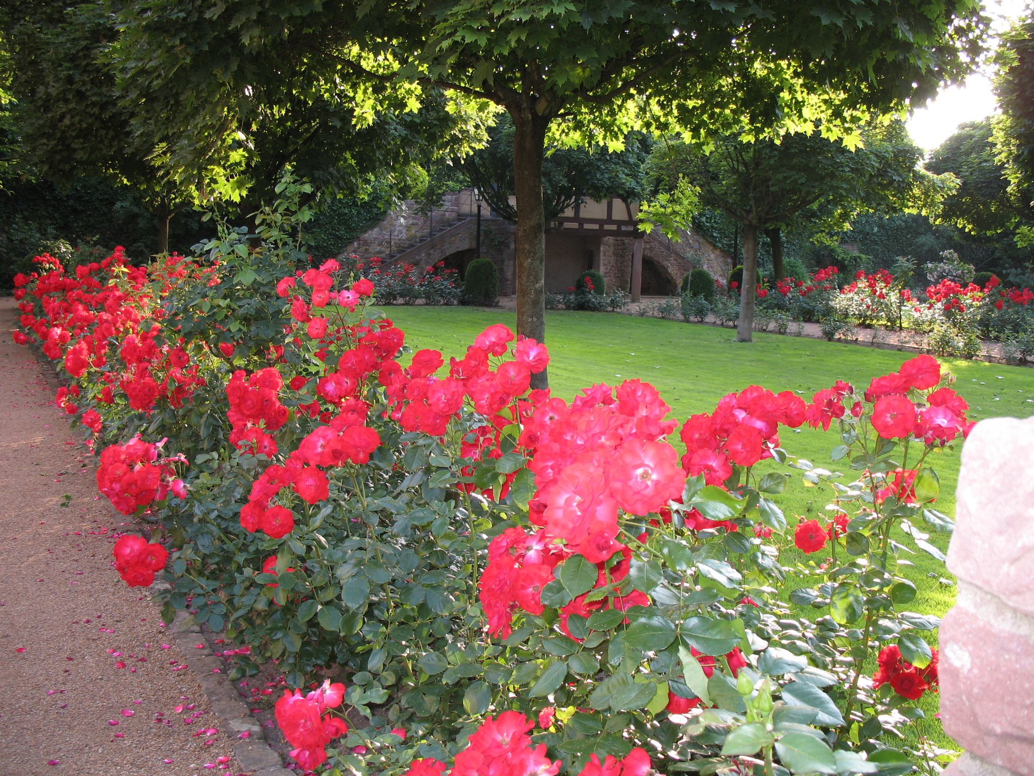 Der Rosengarten am "Tag der offenen Gartentür" 24.06.2006