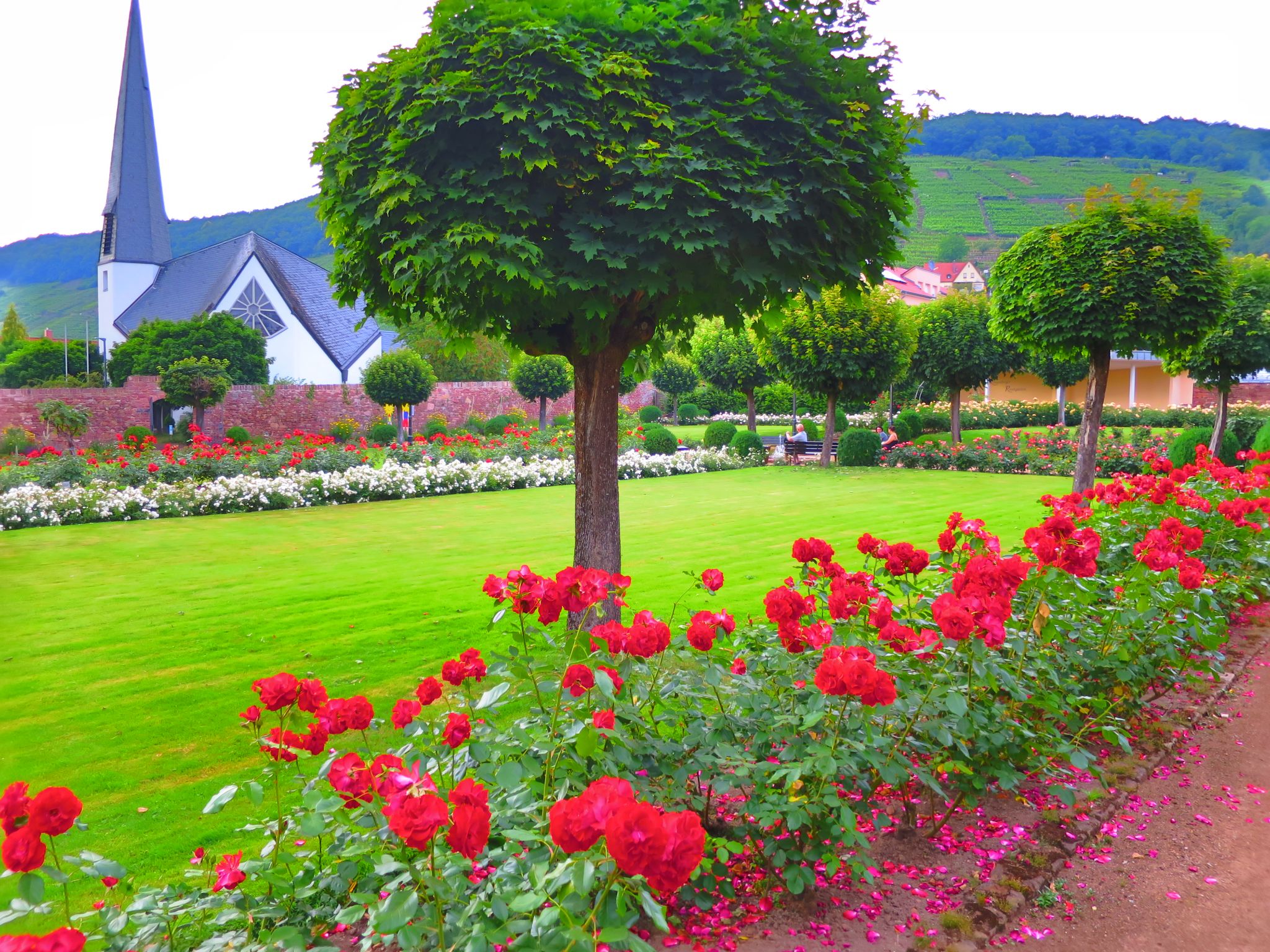 Der Rosengarten am 08.06.2018
