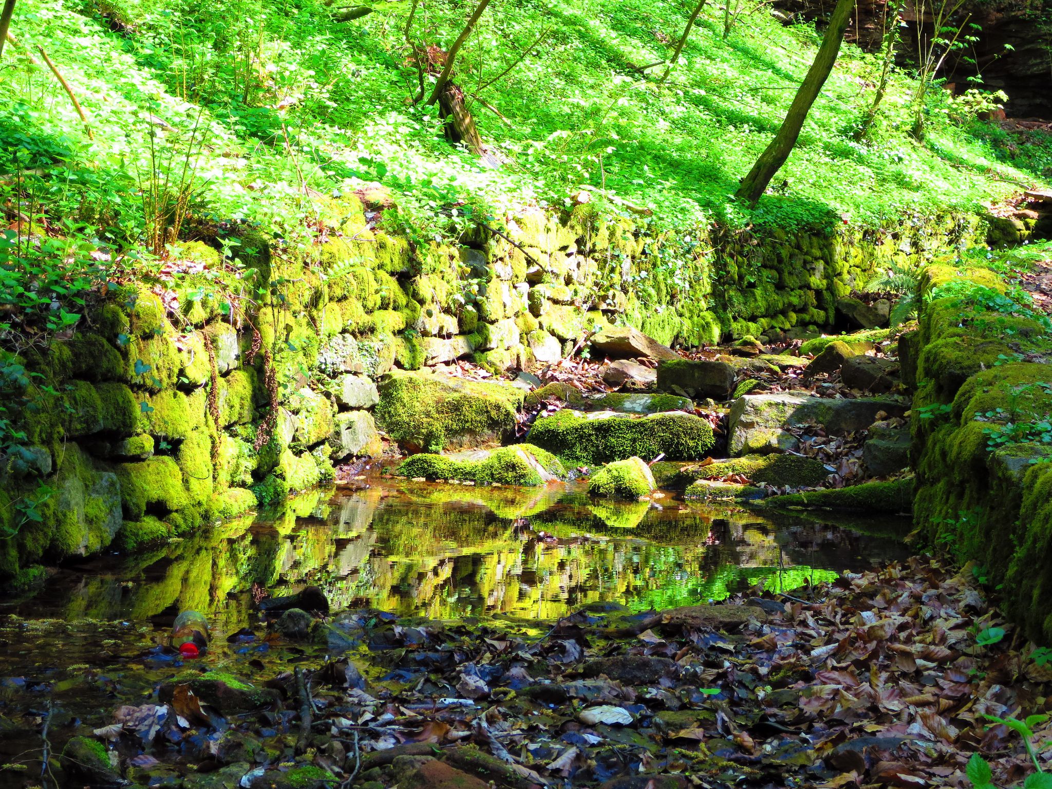 Spiegelung in der Bachgumpe