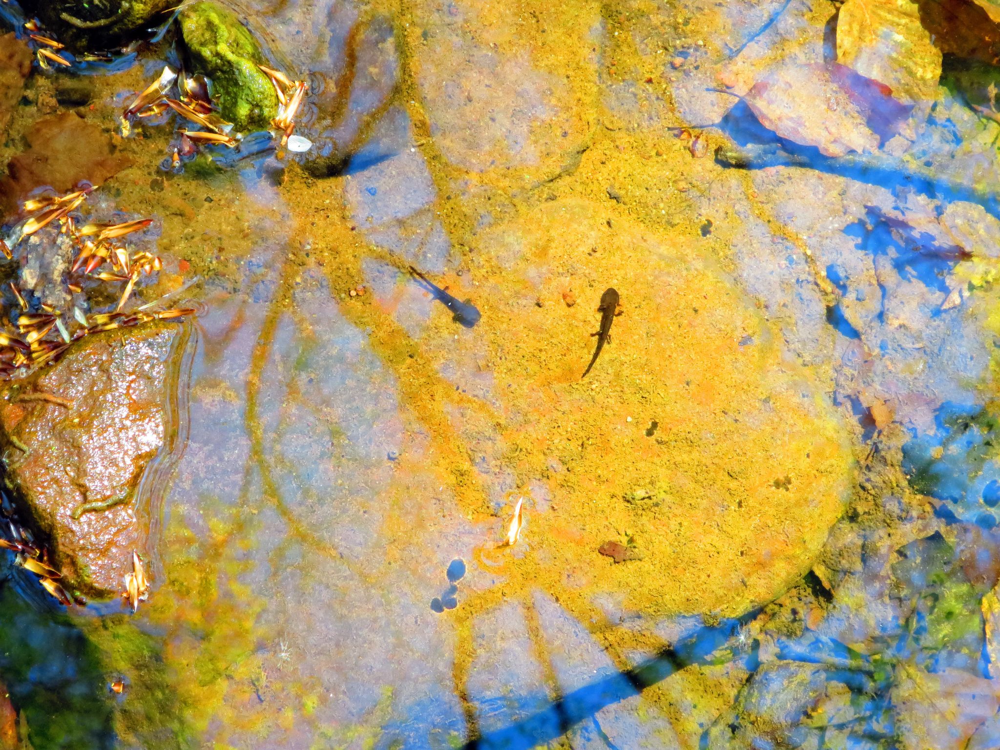 Salamanderlarven auf dem Bachgrund