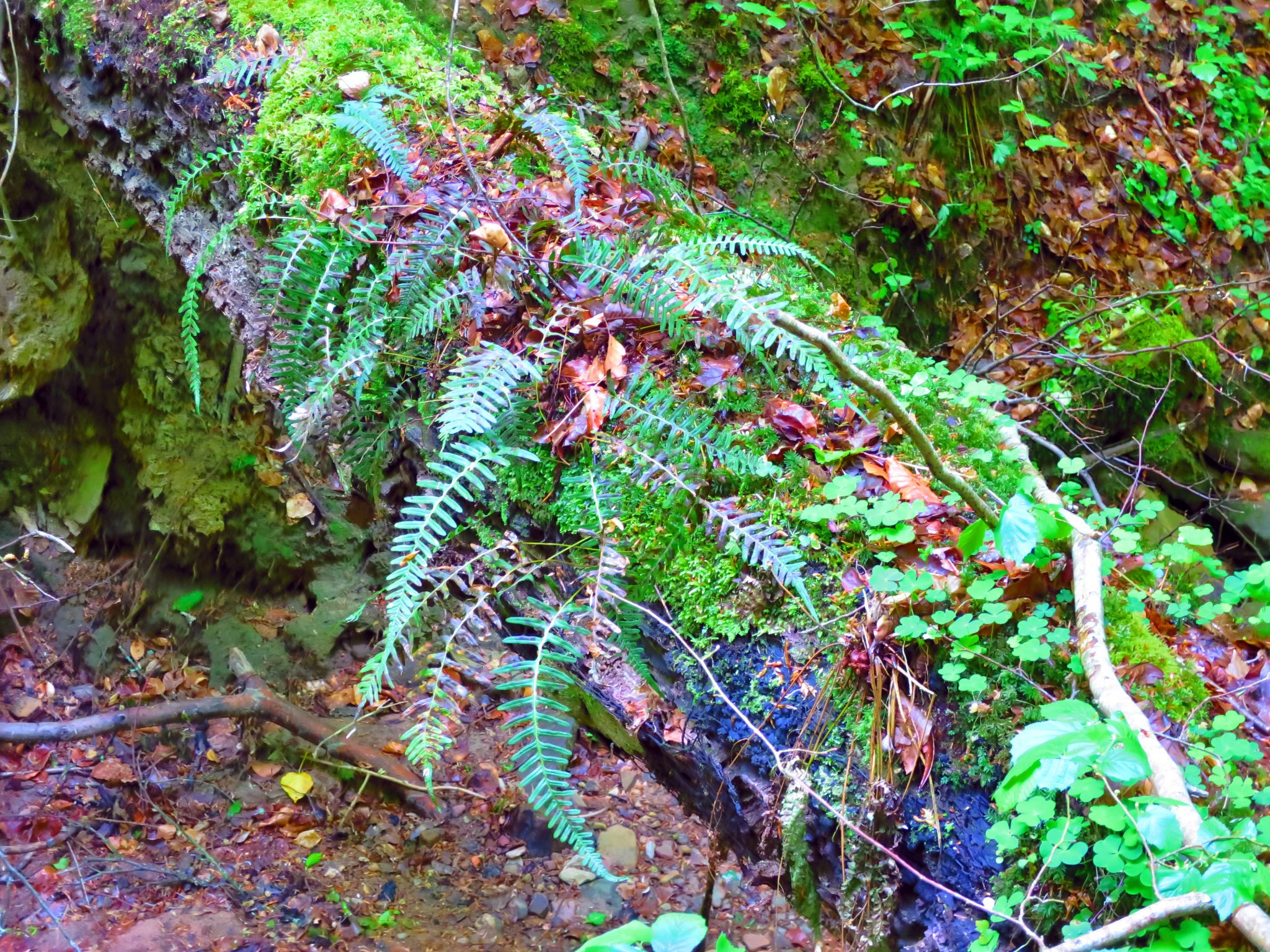 Die Natur erobert den Baumstamm eines umgestürzten Baumes