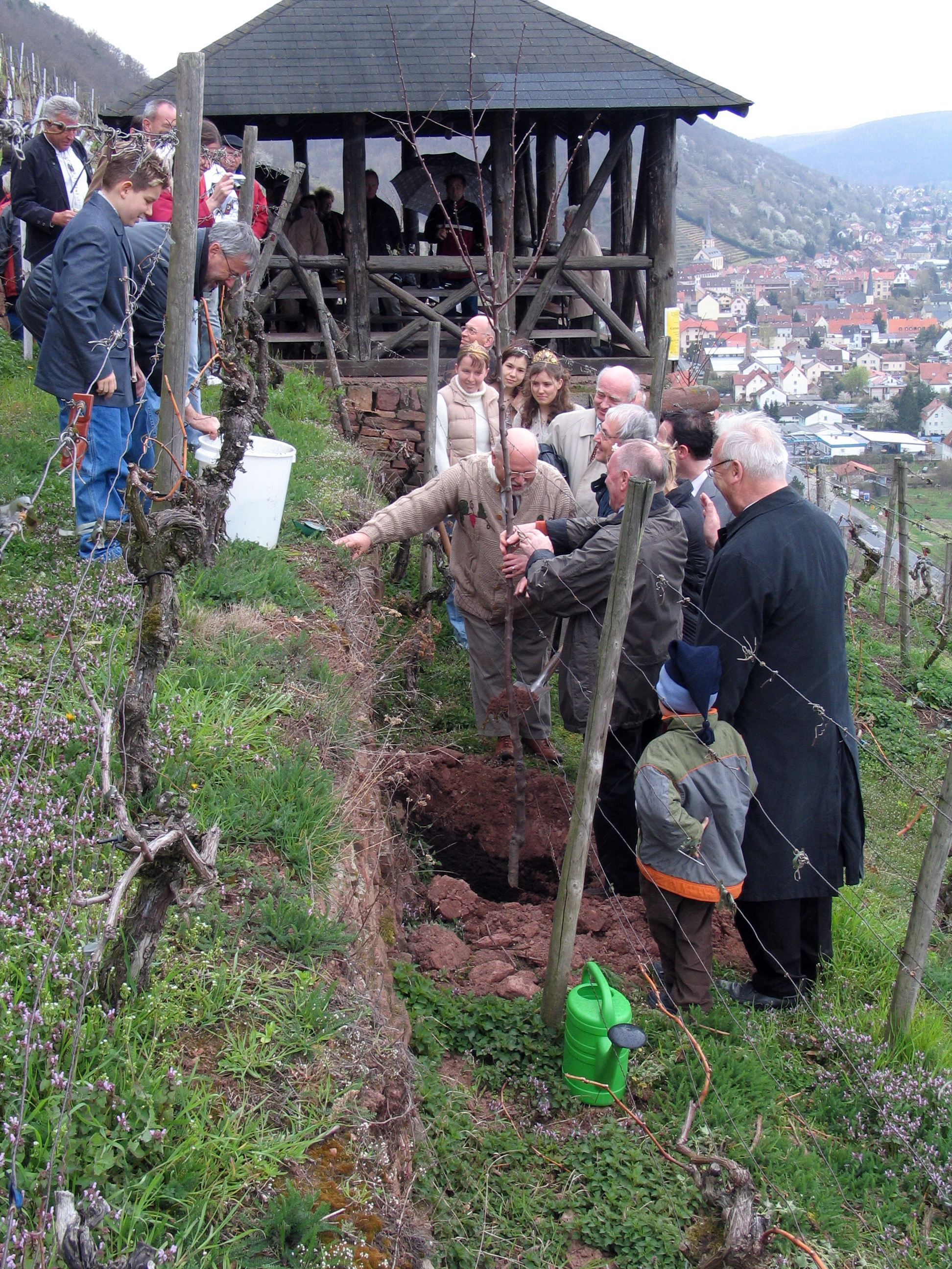 Mandelbaumpflanzung am 04.04.2004 durch den Weinbauverein Klingenberg
