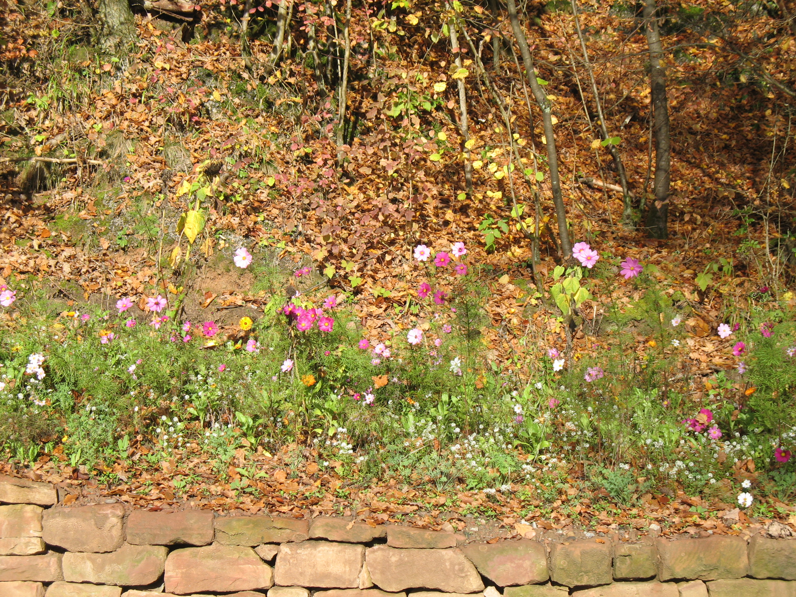 Blühwiese am Eingang  zum Gelände