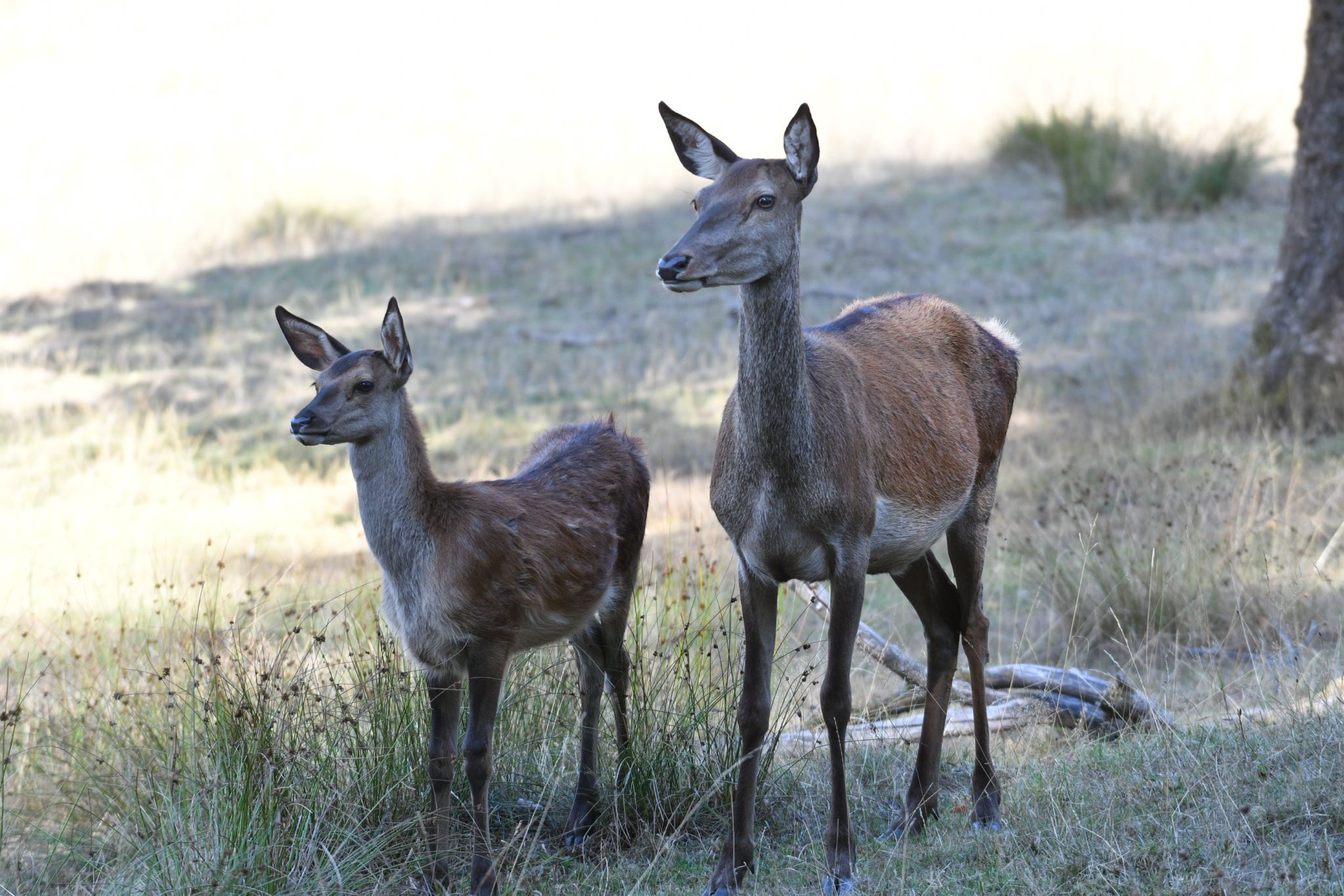Im Tierpark in Oberaulenbach