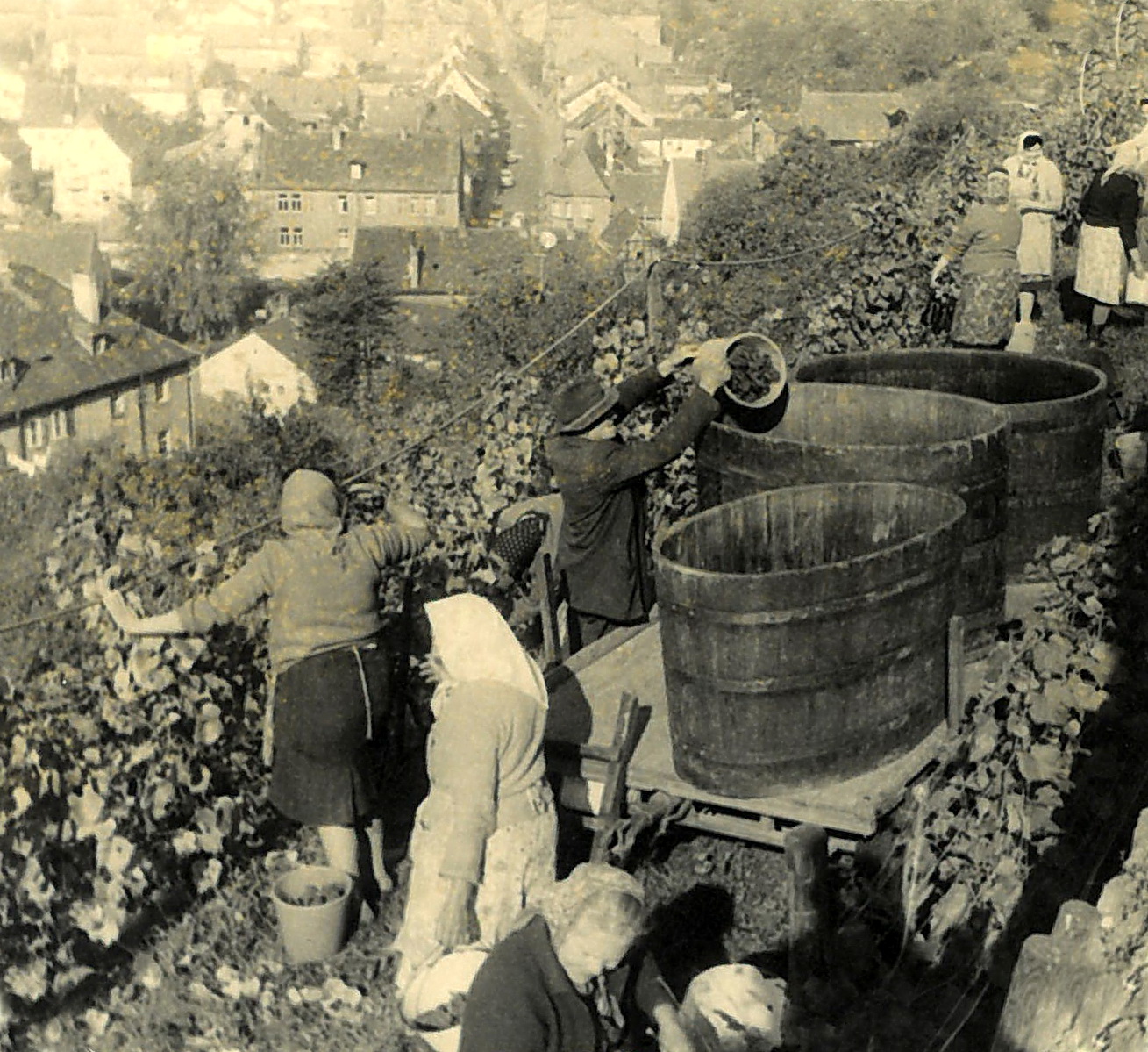 Spätburgunderlese am Schlossberg