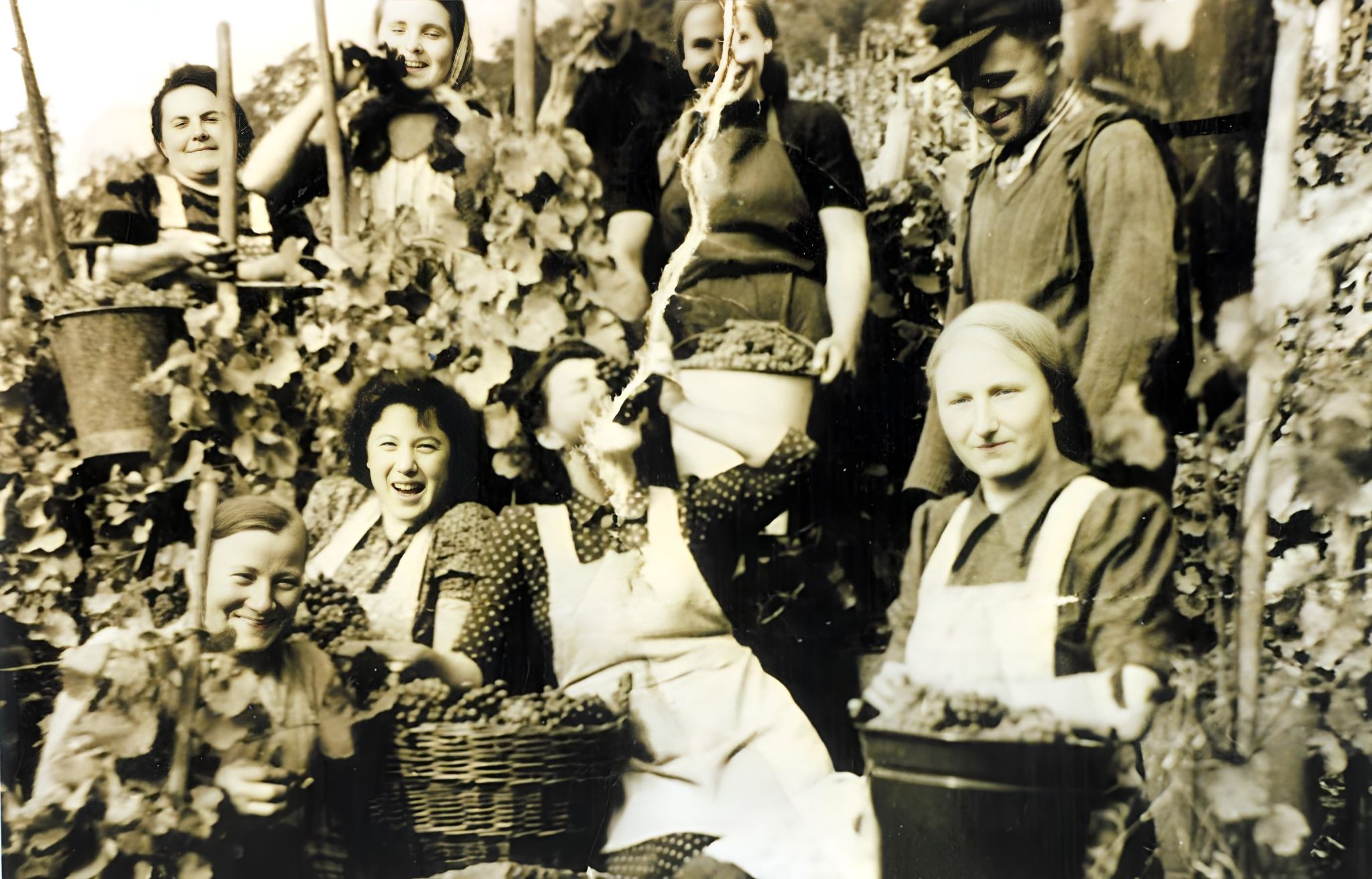 Stimmungsbild bei der Traubenlese, um 1934