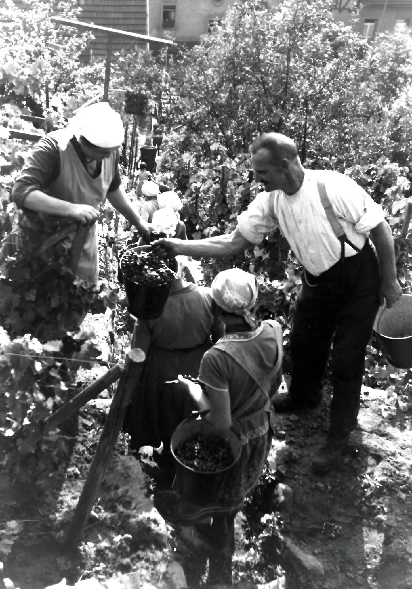 Traubenlese bei Familie Konrad Arnheiter, um 1934