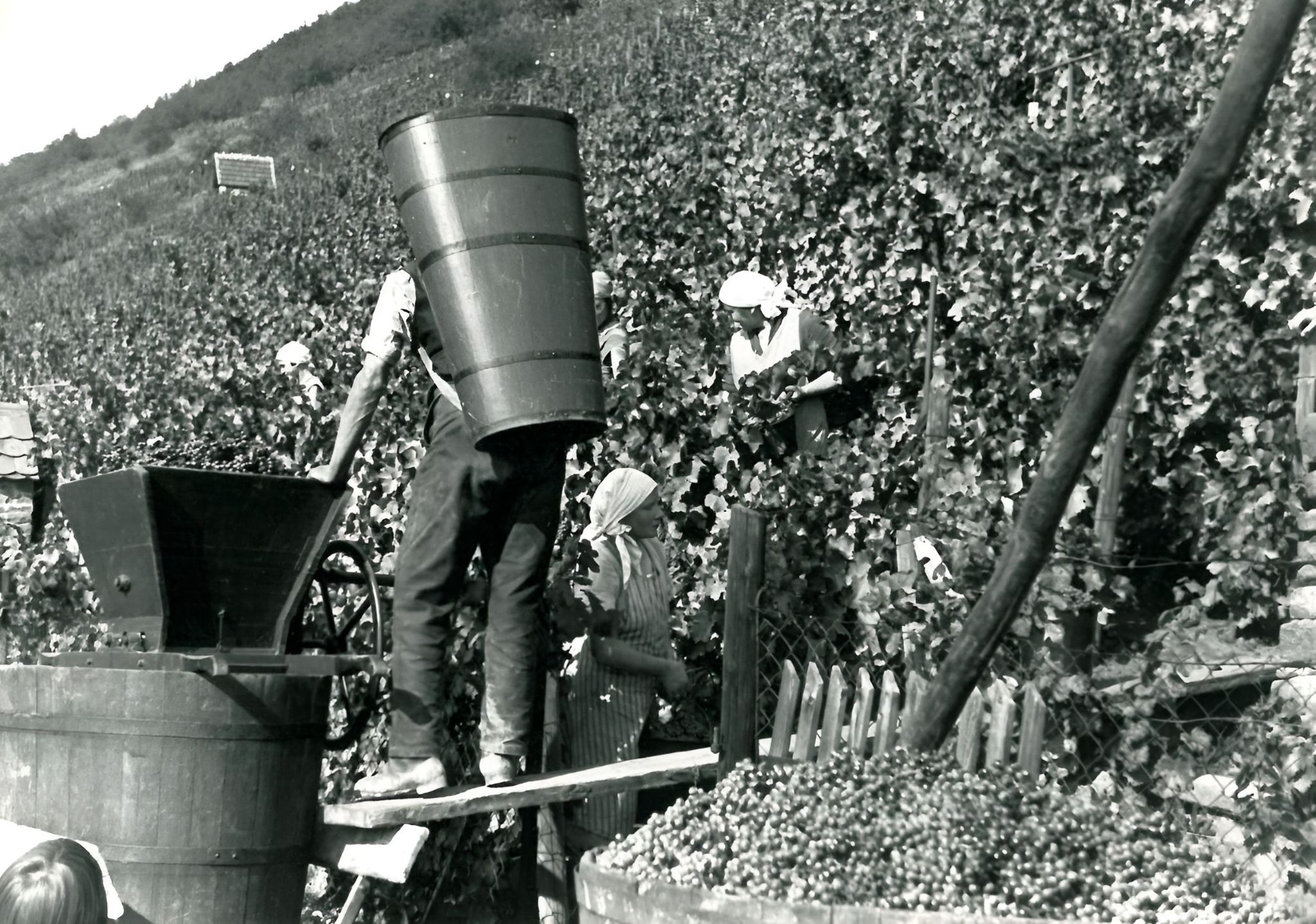Traubenlese bei Familie Konrad Arnheiter