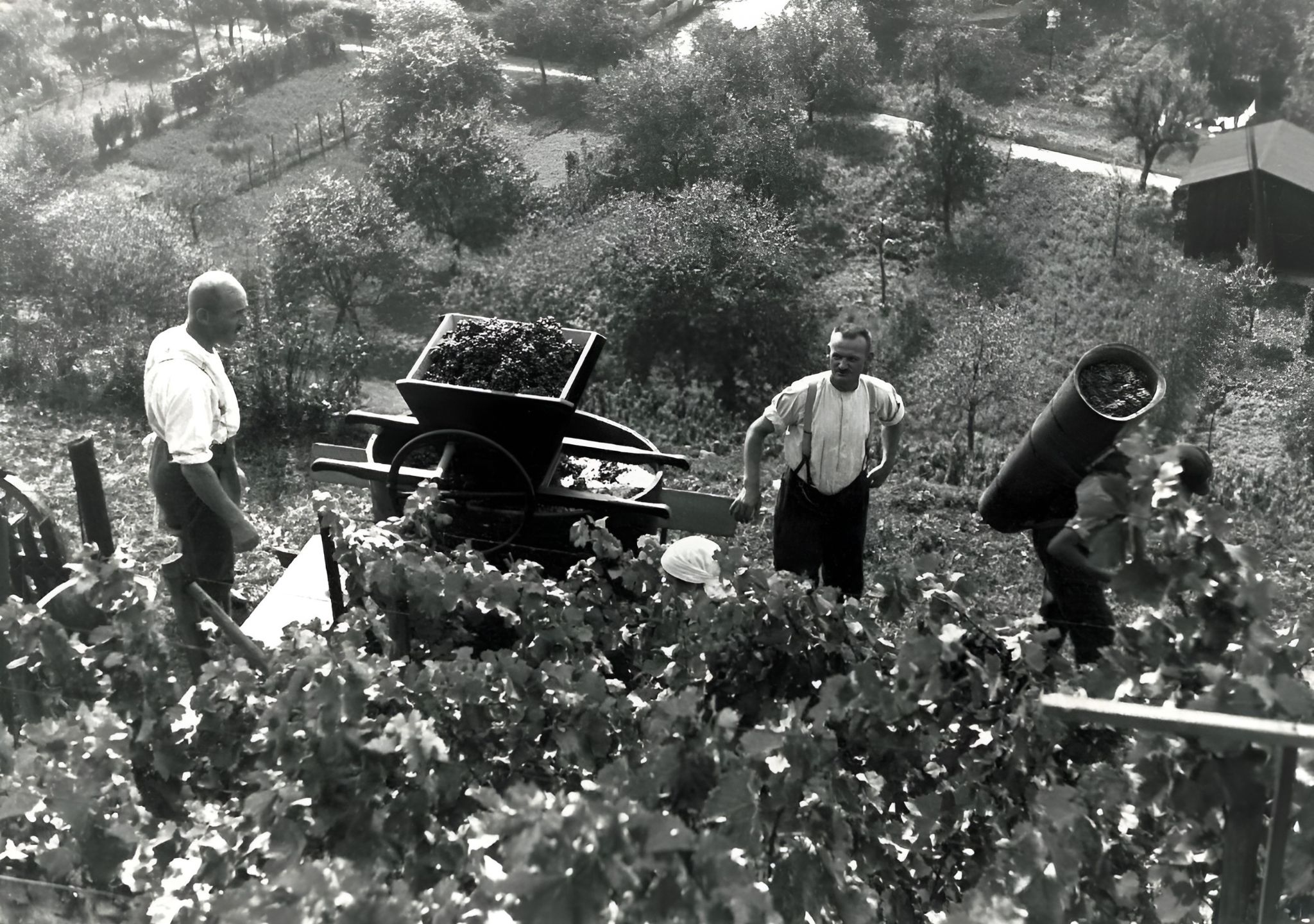 Traubenlese bei Familie Konrad Arnheiter