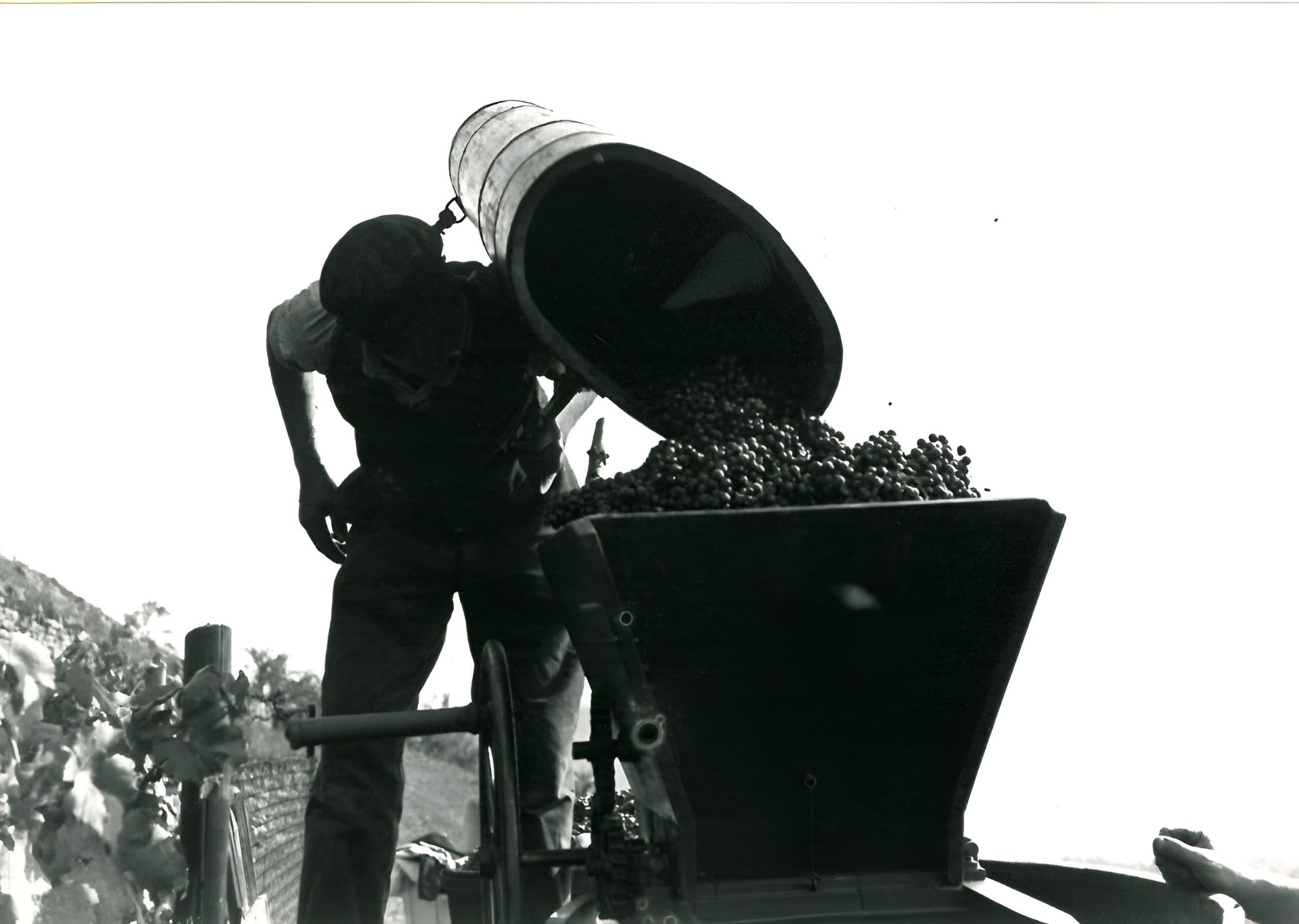Die Butte wird in die Traubenmühle umgeleert, um 1934