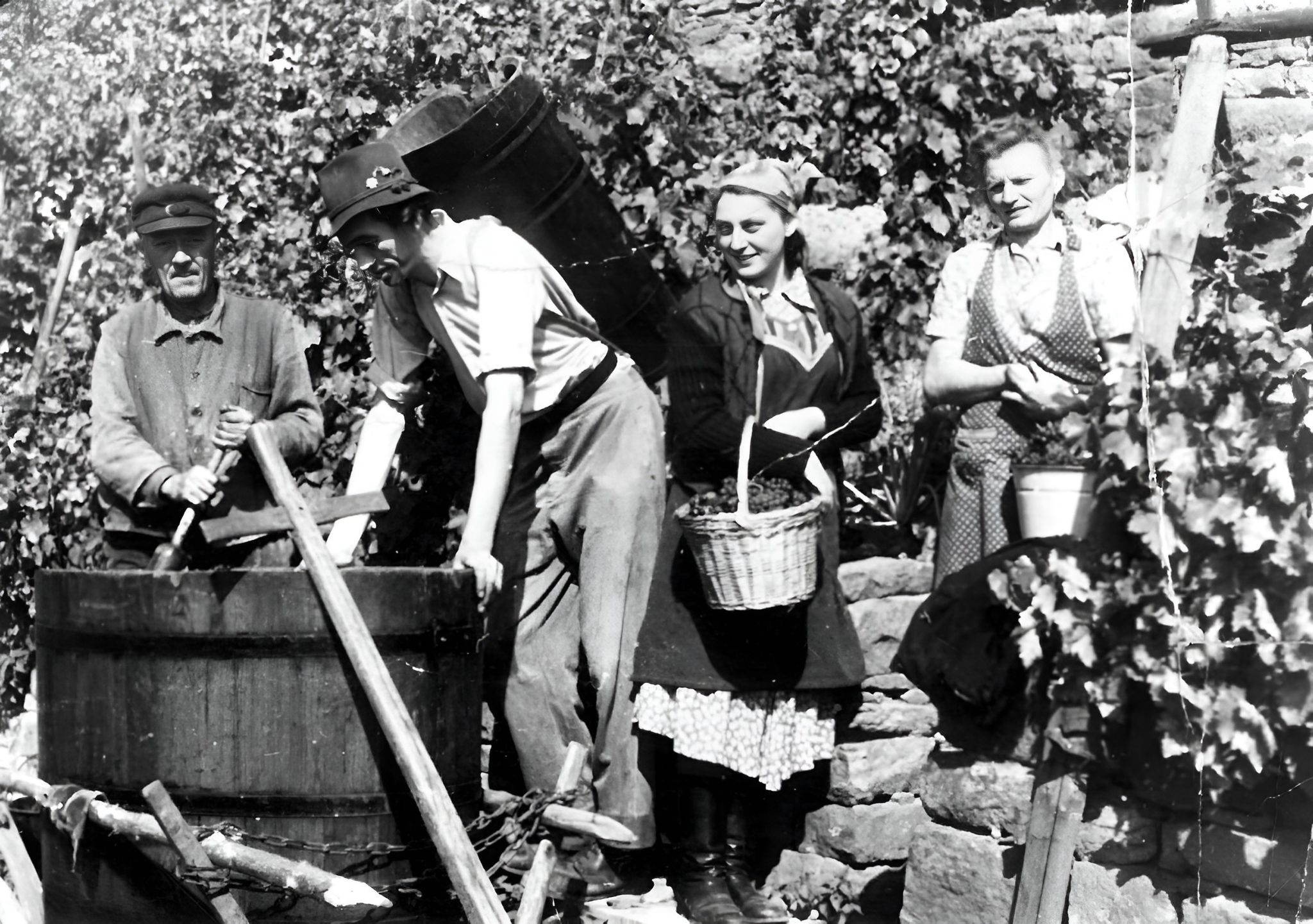 Traubenernte um 1950