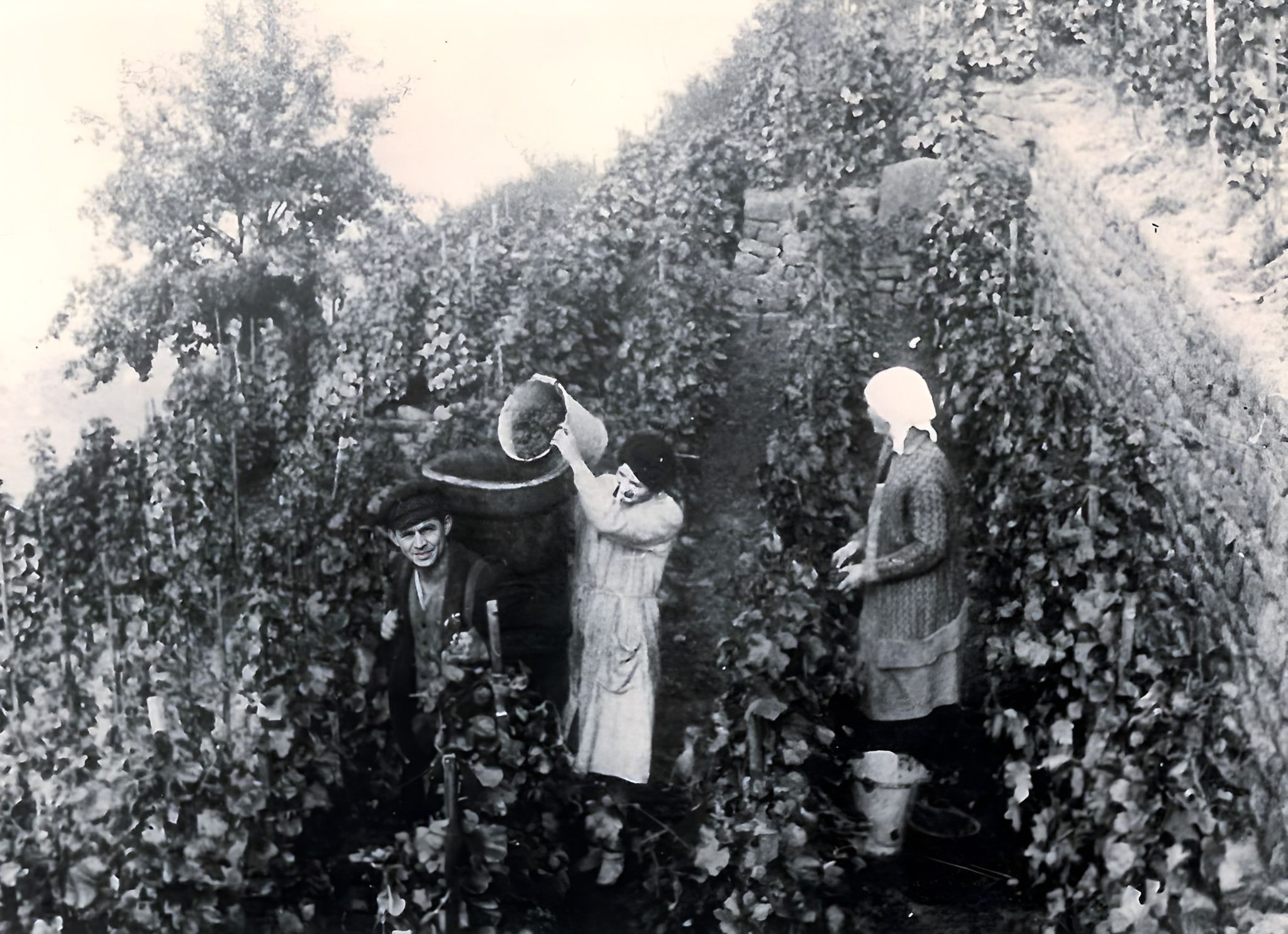 Traubenlese in den 1950er Jahren