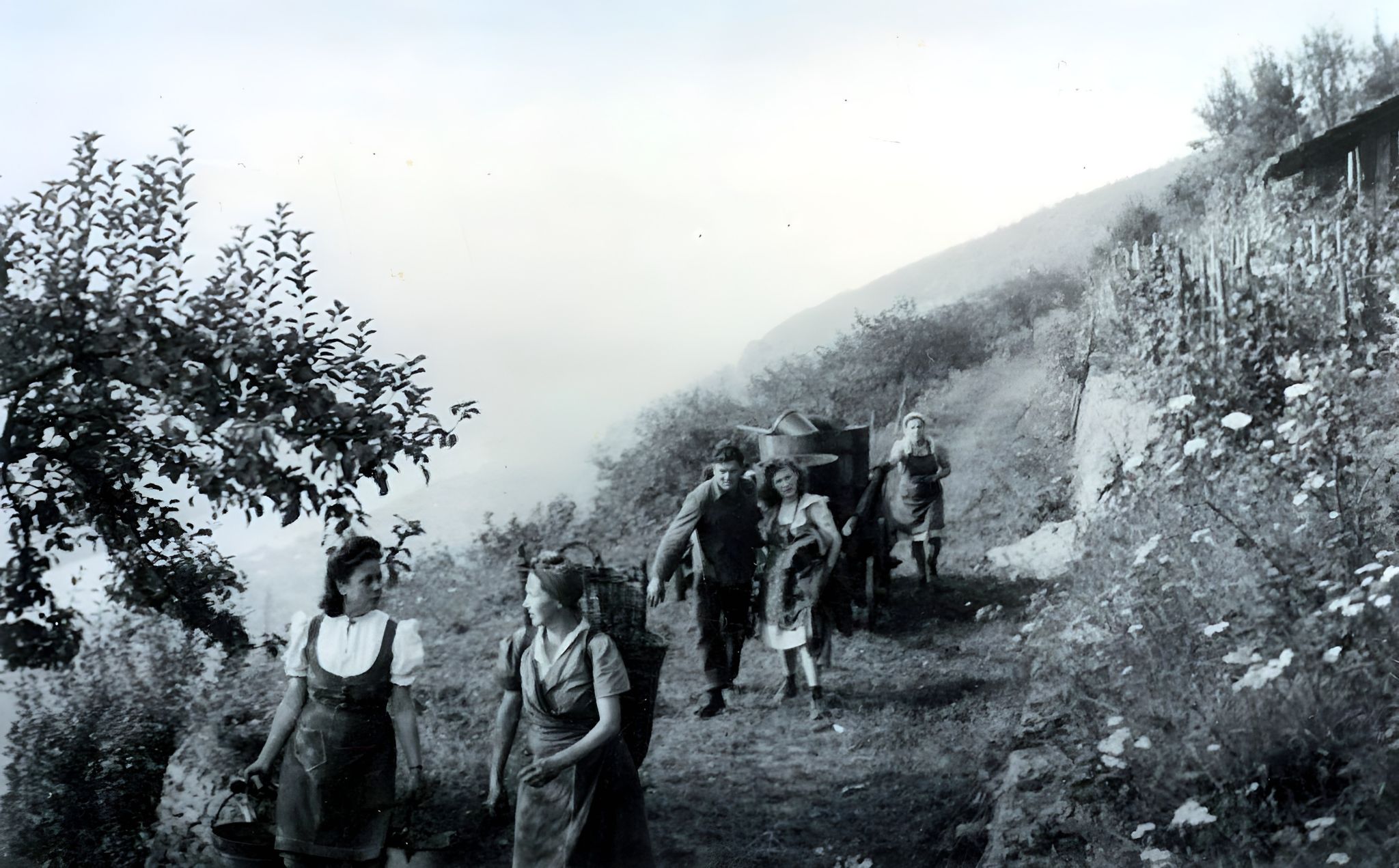 Traubenlese in den 1950er Jahren