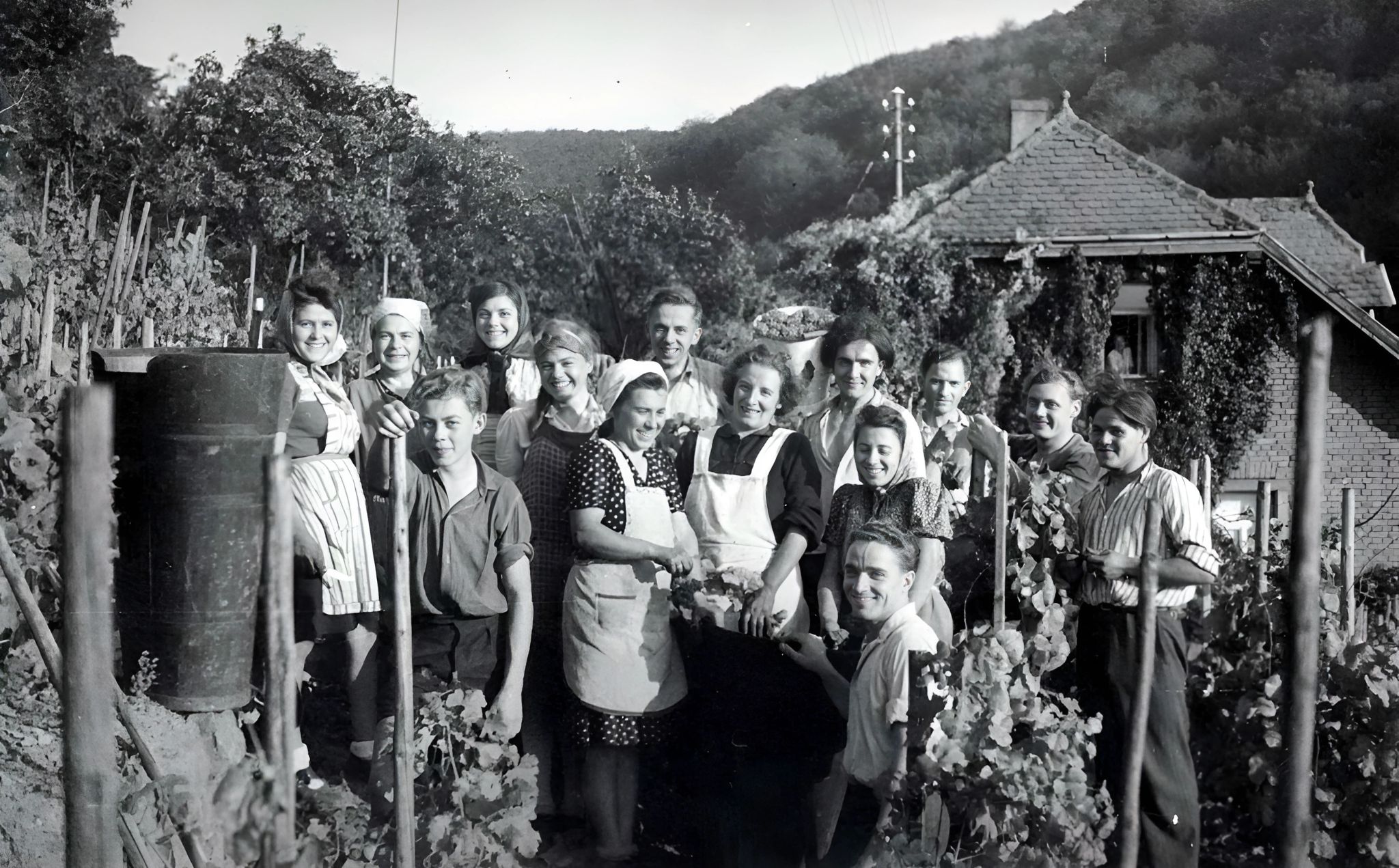 Traubenlese in den 1950er Jahren