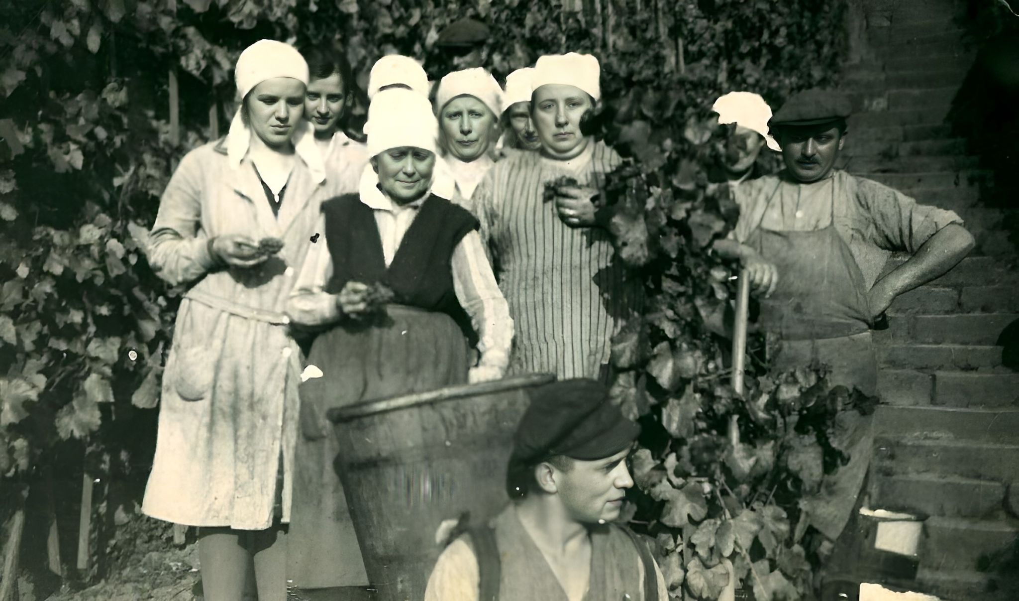 Traubenlese bei Familie Mallad