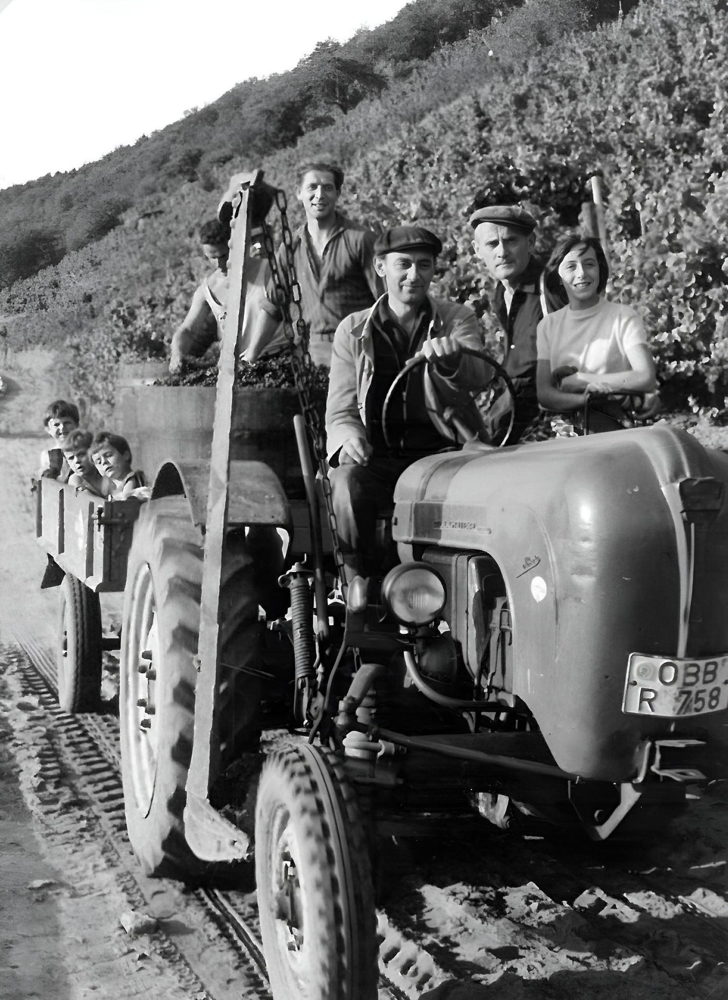 Traubenlese mit dem Traktor