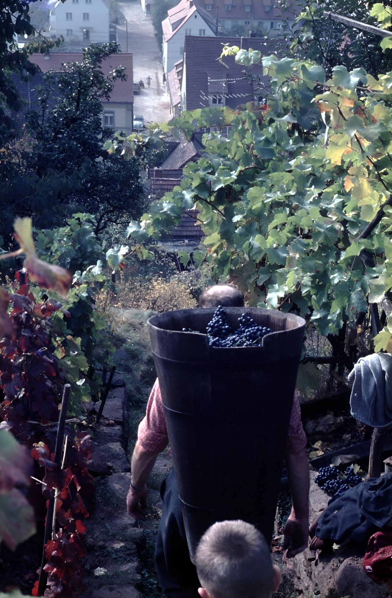 Traubenlese bei Familie Becker um 1962
