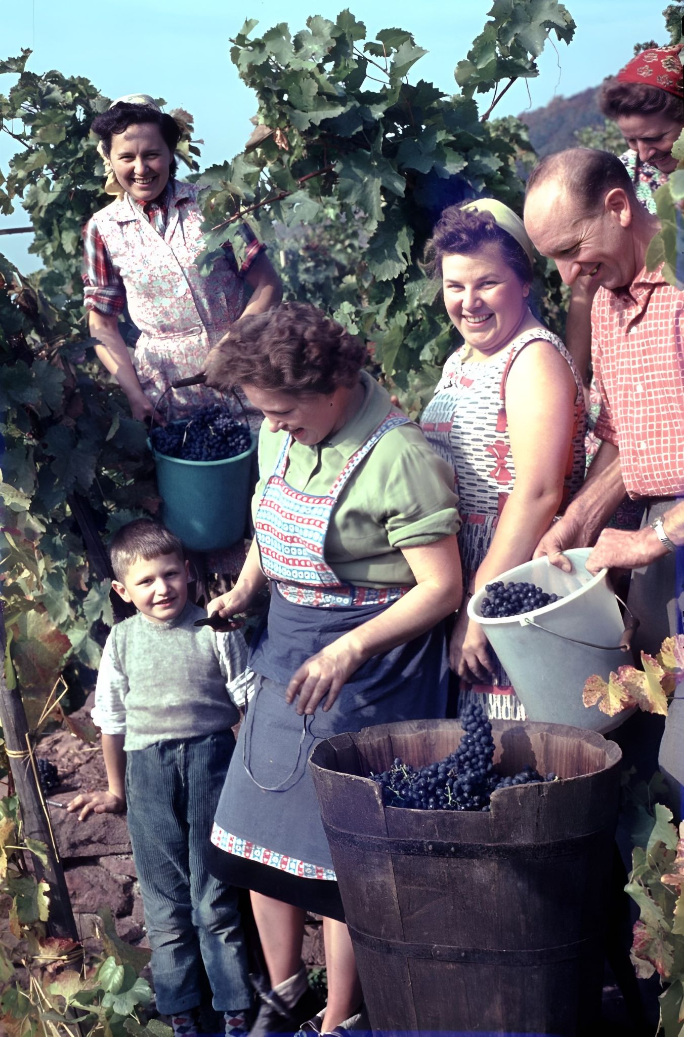 Traubenlese bei Familie Becker um 1962