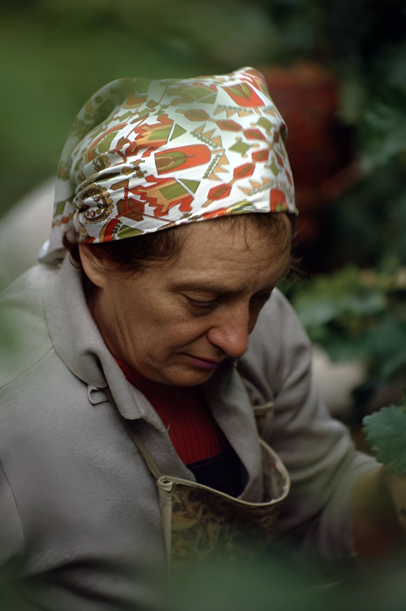 Traubenlese bei Familie Faust 1982