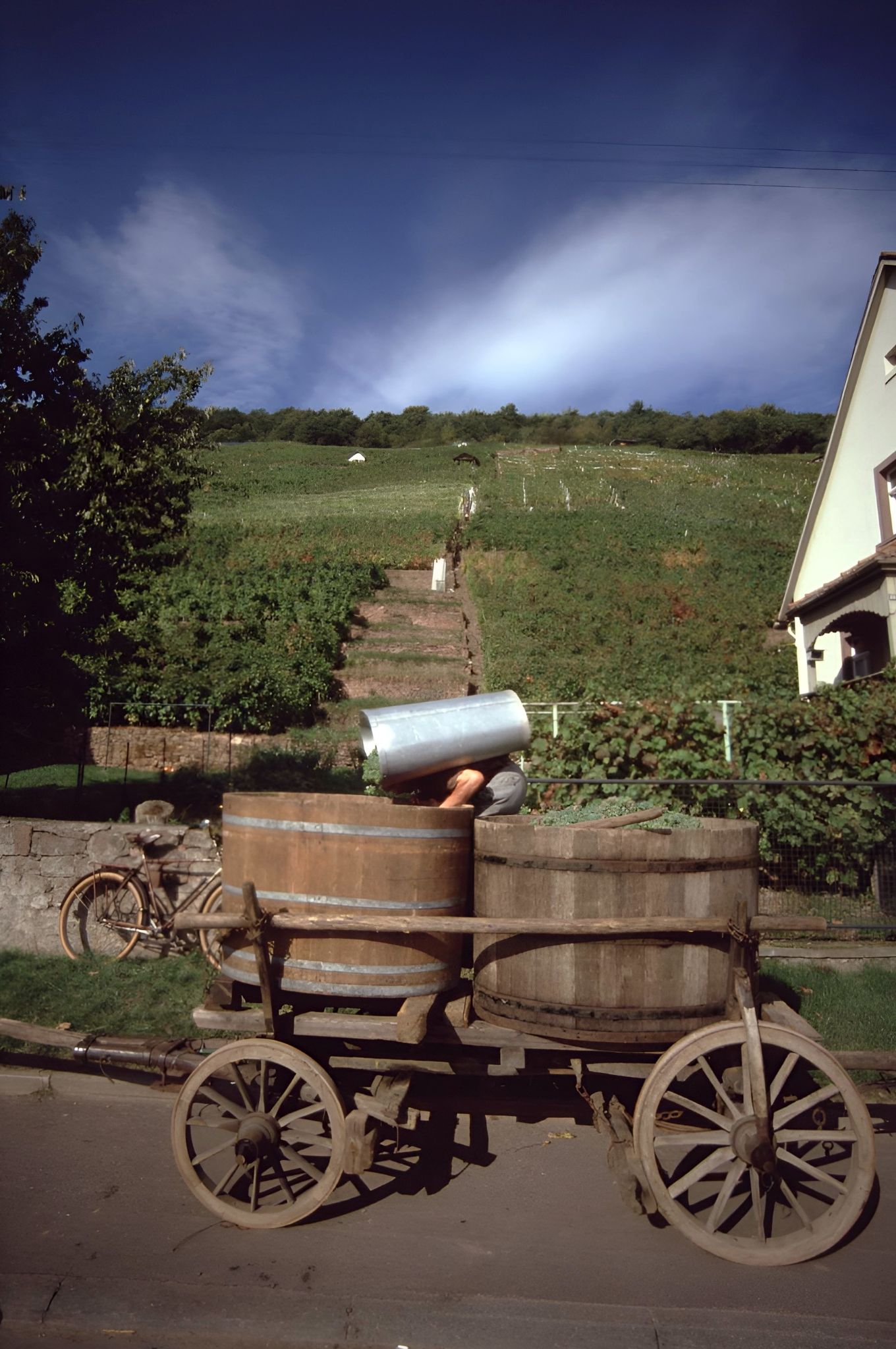 Traubenlese bei Familie Faust 1982