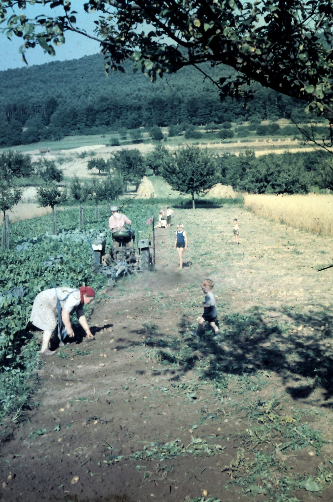 Kartoffelernte bei Familie Ludwig